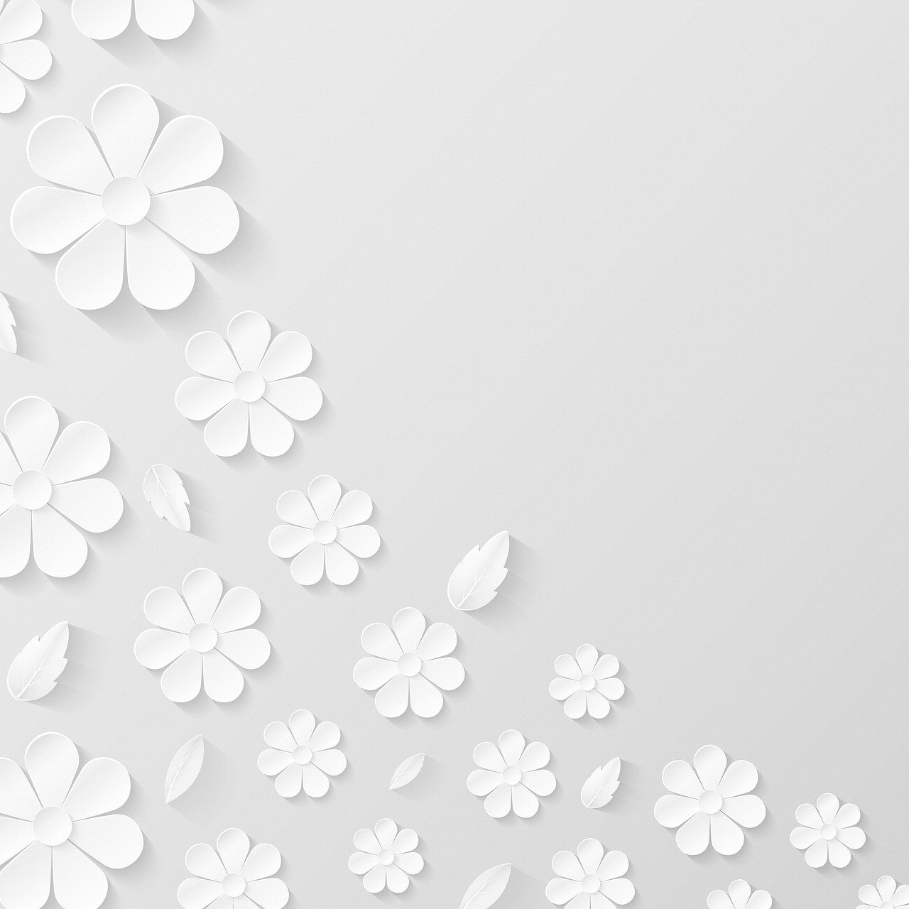 花纸的背景, 白, 鲜花