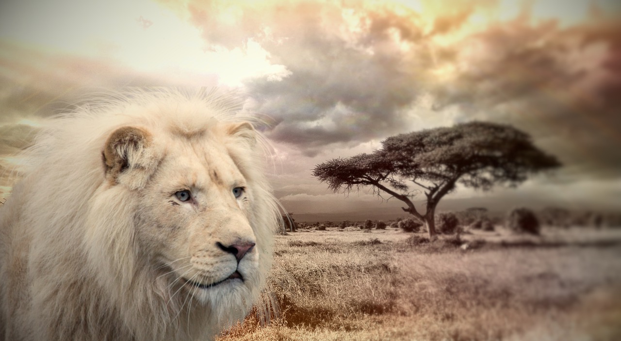 狮子, 动物, 非洲