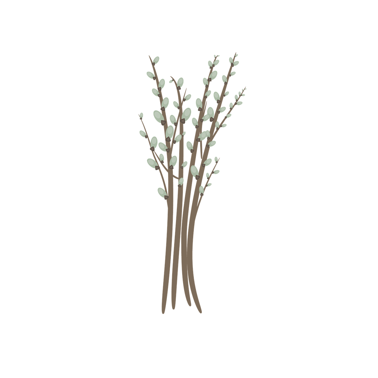 柳树的花絮, 树枝, 植物