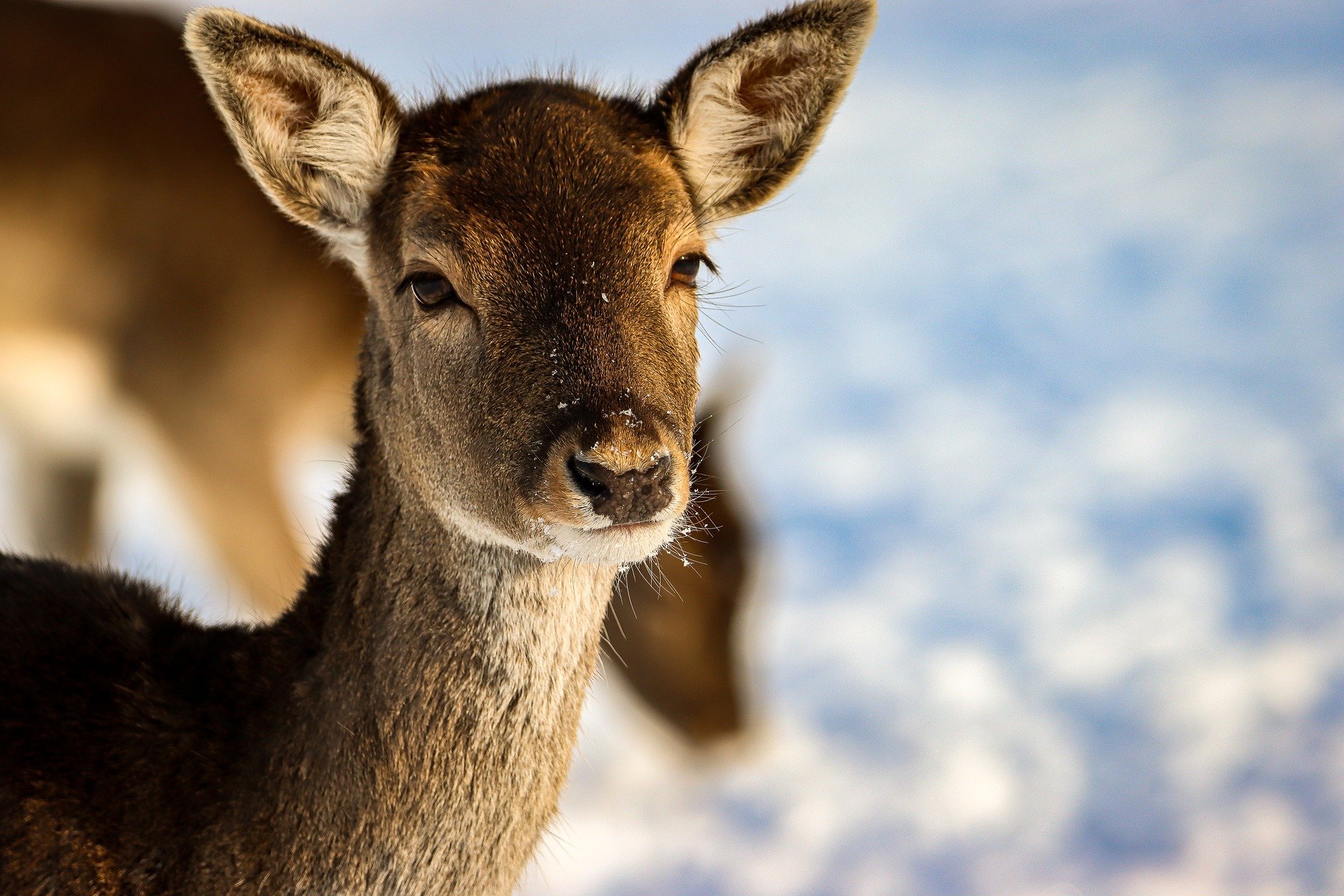 鹿, 动物, 冬天