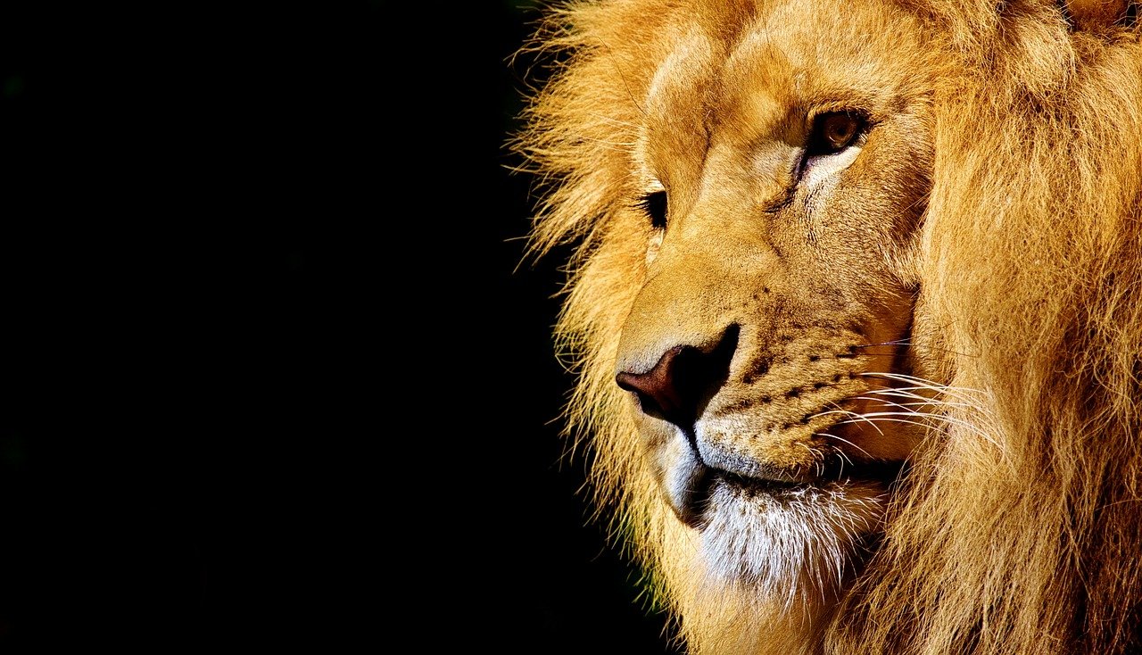 狮子, 野生动物, 危险