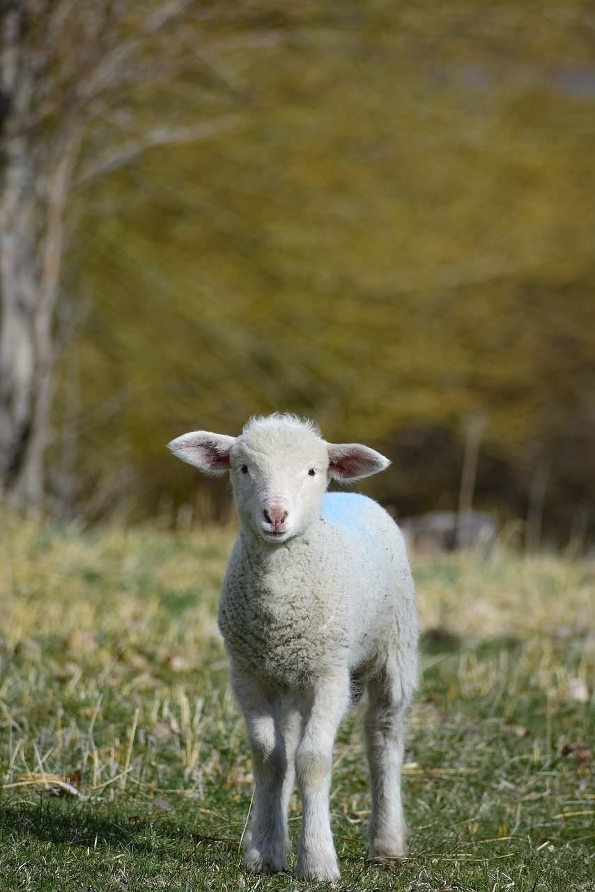 羊肉, 动物, 羊