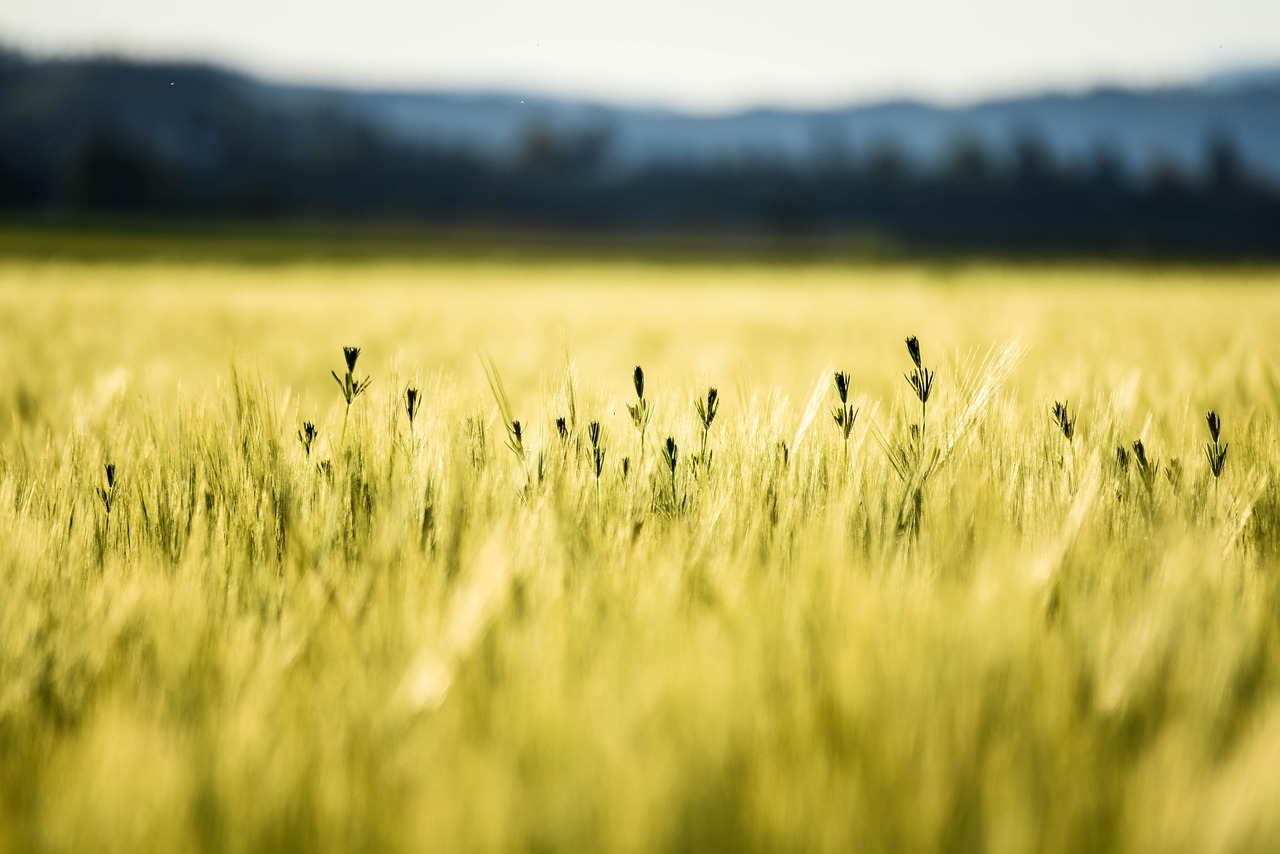 玉米田, 夏天, 小麦