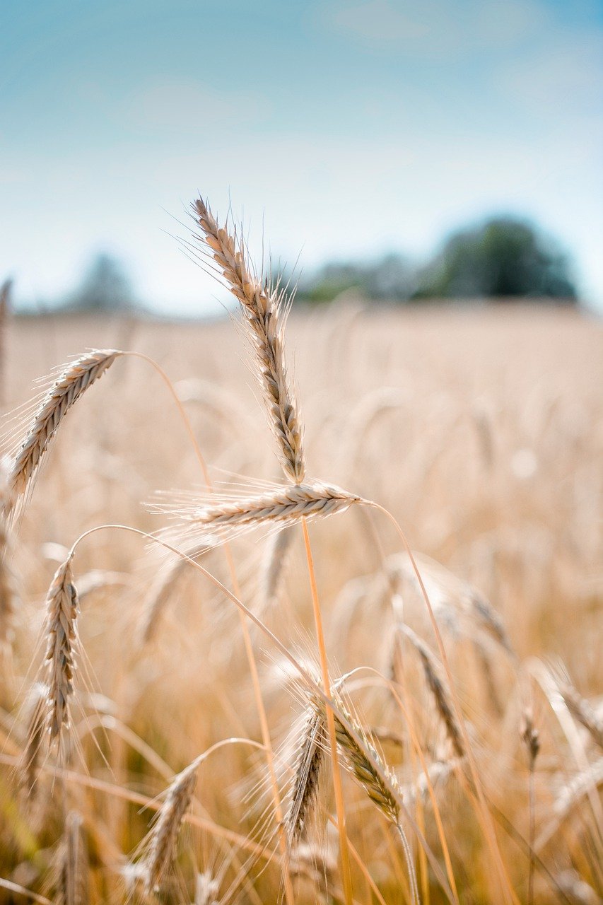 小麦, 作物, 原野