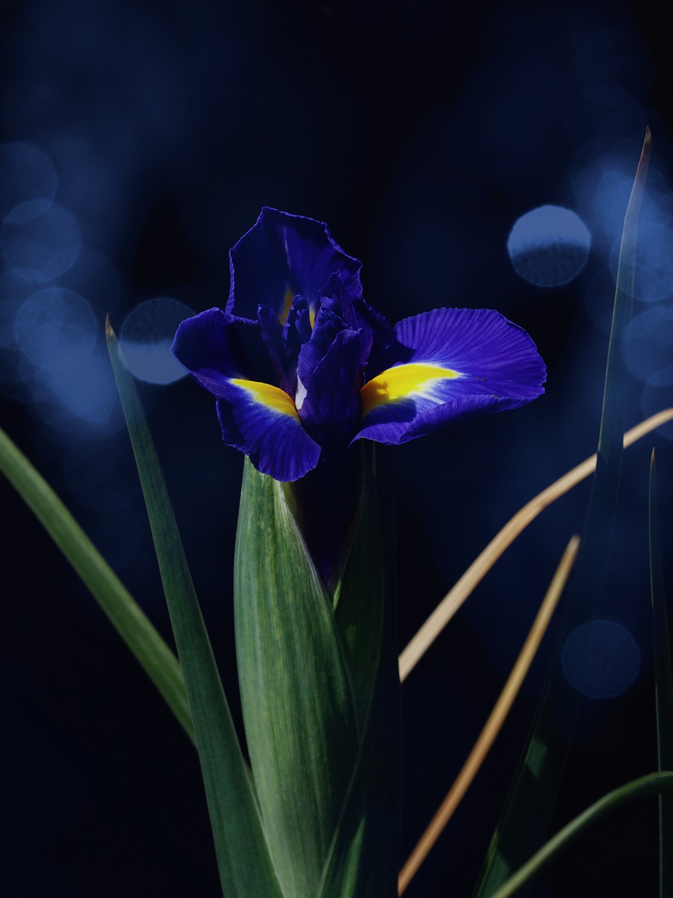 荷兰虹膜, 蓝色, 开花