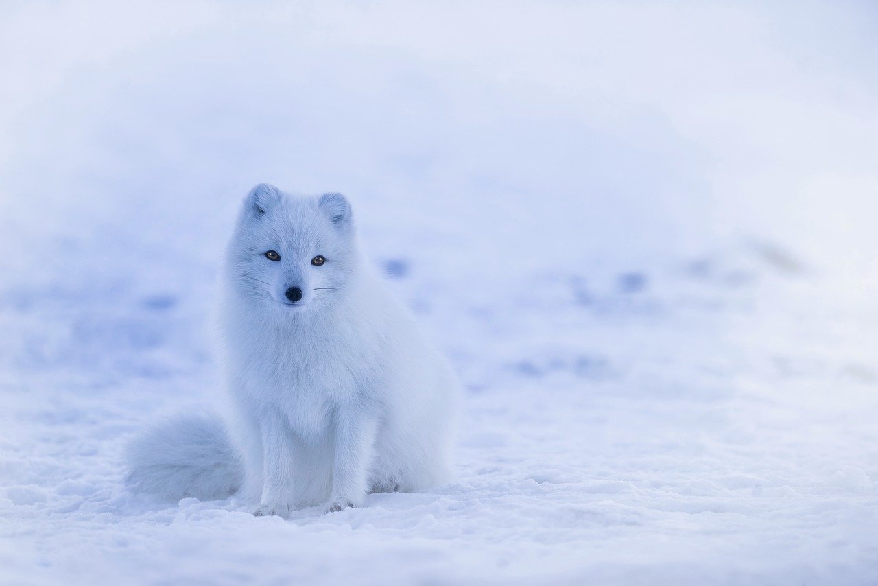 冰岛, 北极狐, 福克斯
