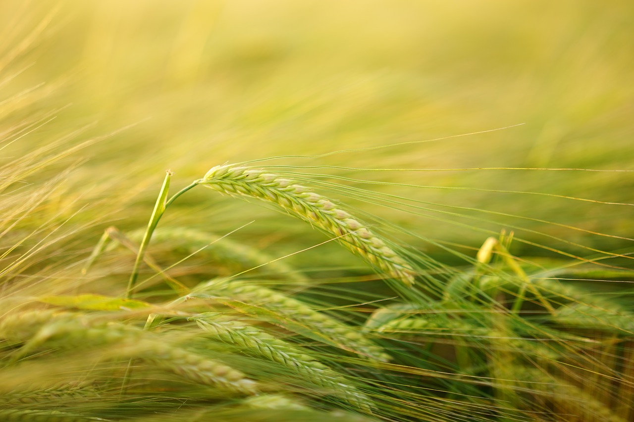 大麦, getreideanbau, 大麦栽培