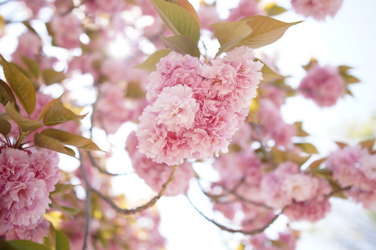 樱桃树, 樱花, 鲜花
