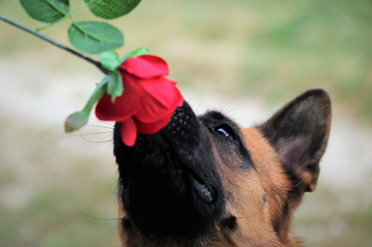 红玫瑰, 狗, 德国牧羊犬