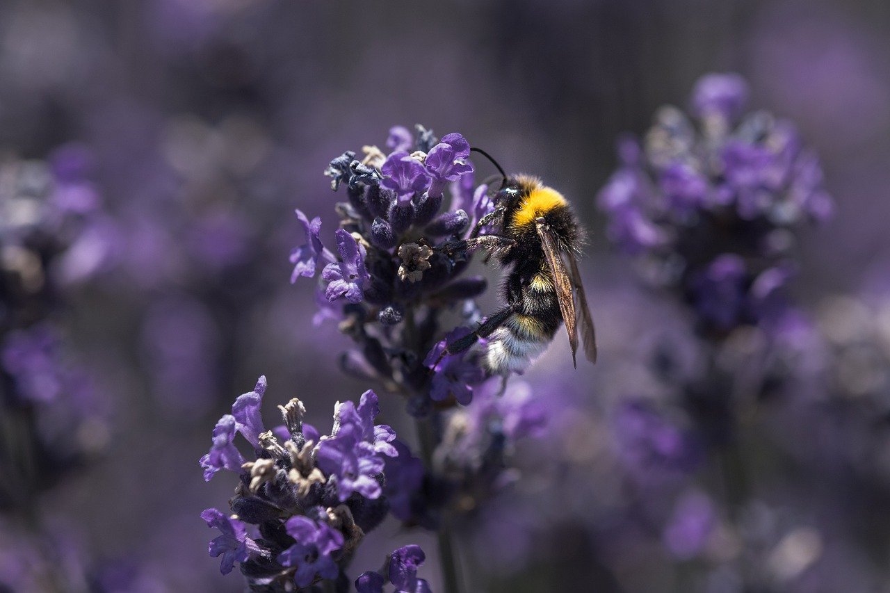 蜜蜂, 紫, 紫丁香