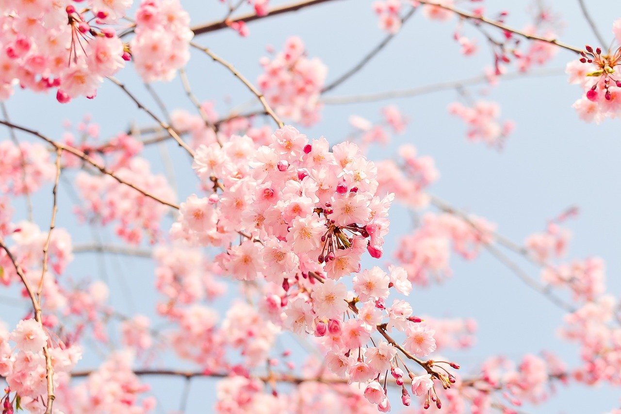 樱花树, 粉红色, 鲜花