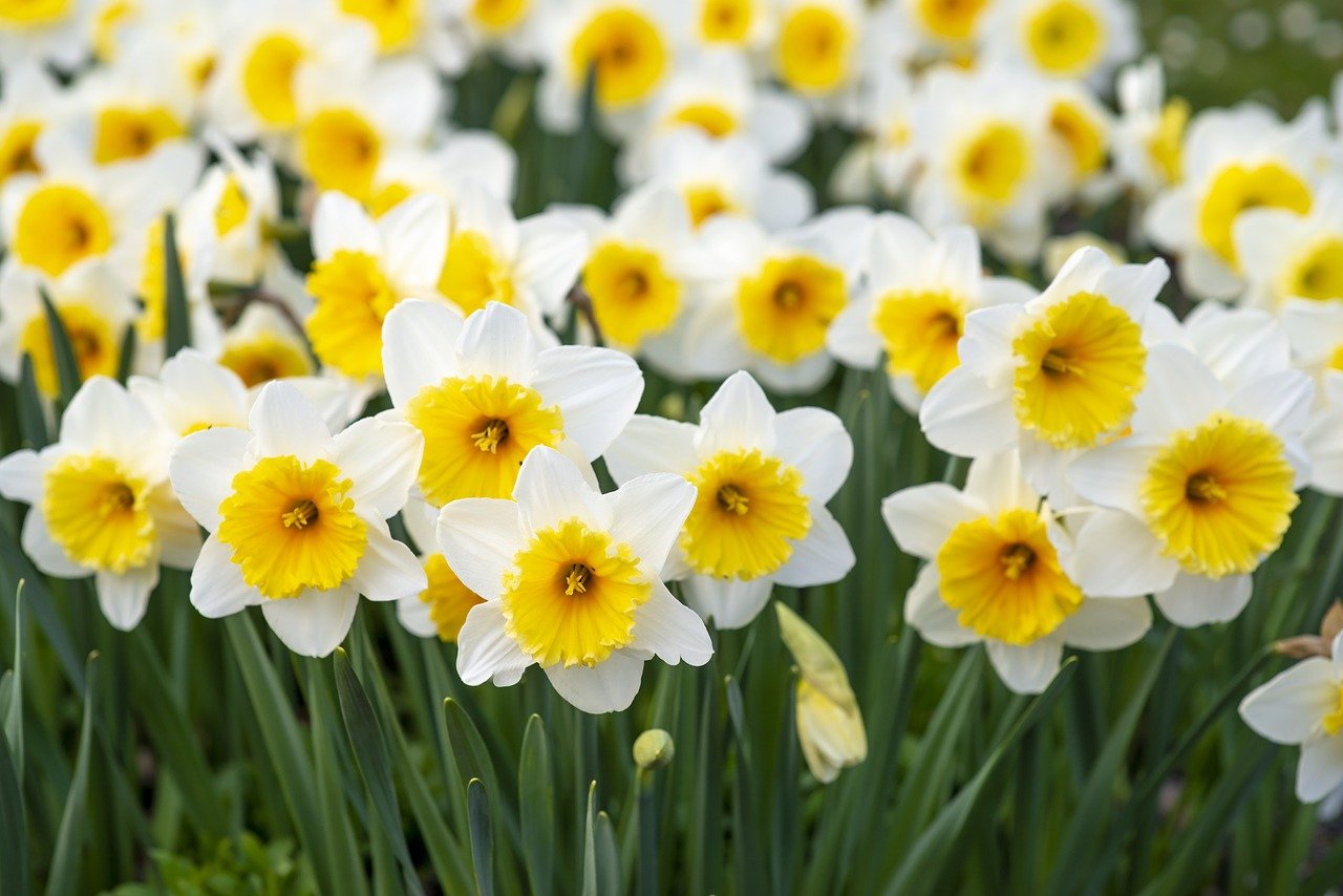春暖花开, 白色和黄色的, 鲜花