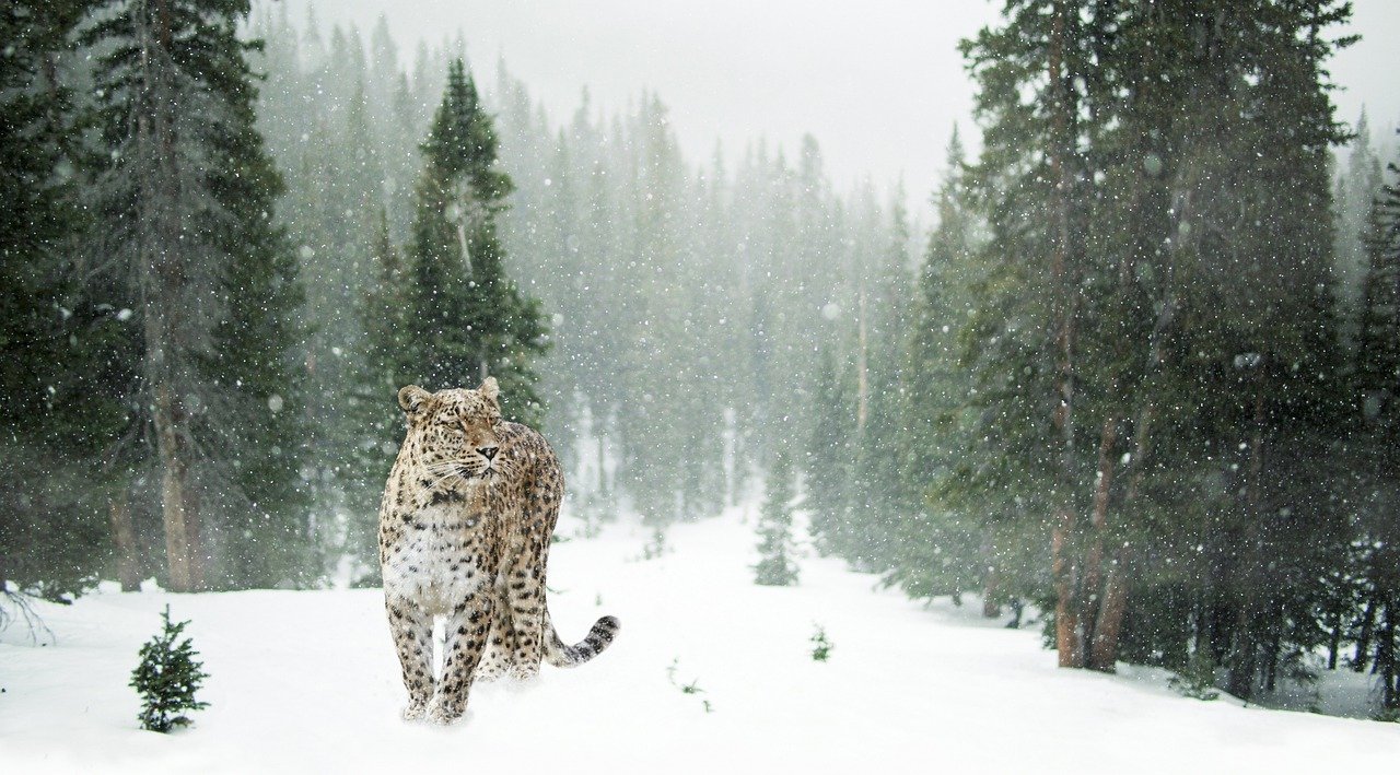波斯豹, 雪, 树
