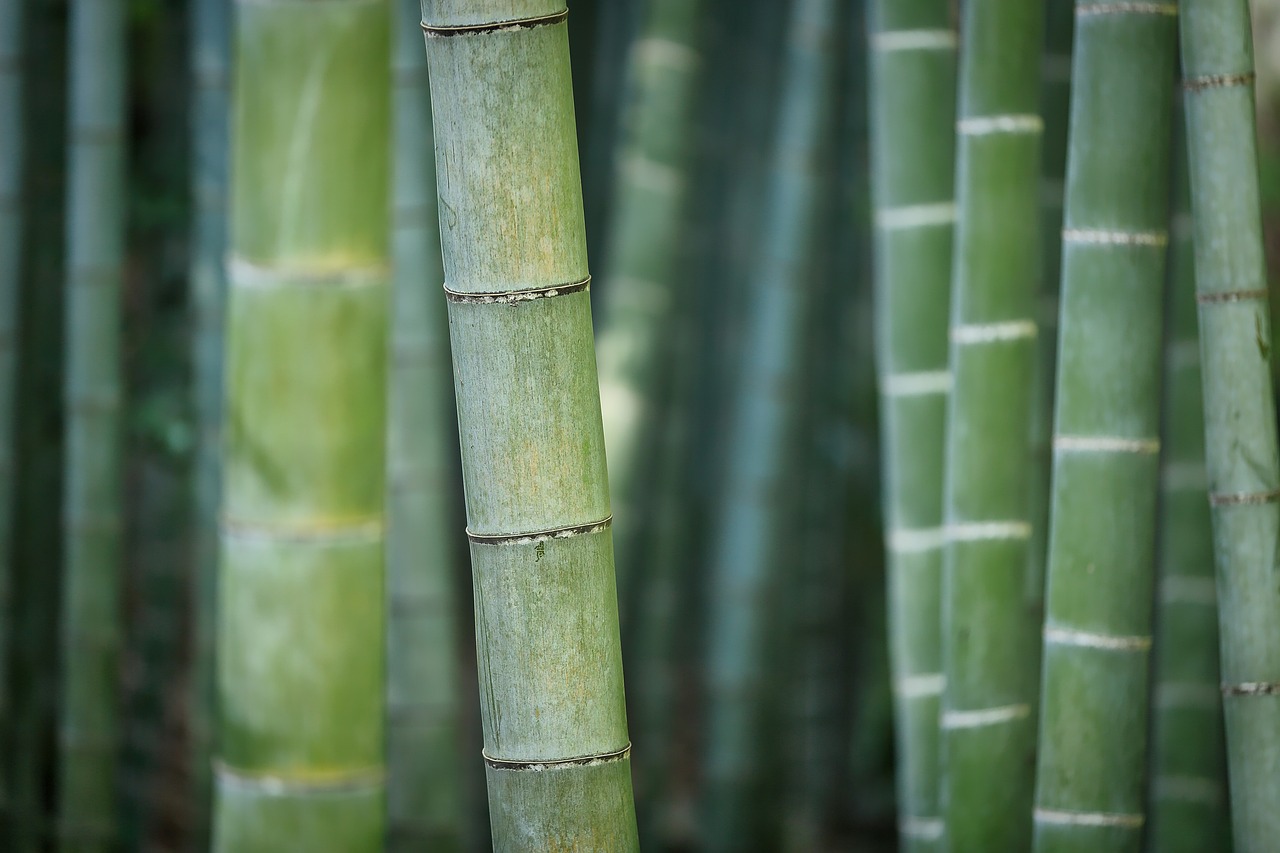 竹, 绿色, 自然