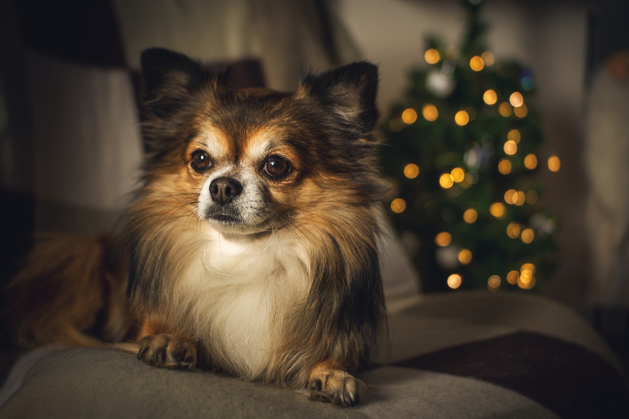 奇瓦瓦, 圣诞灯, 狗