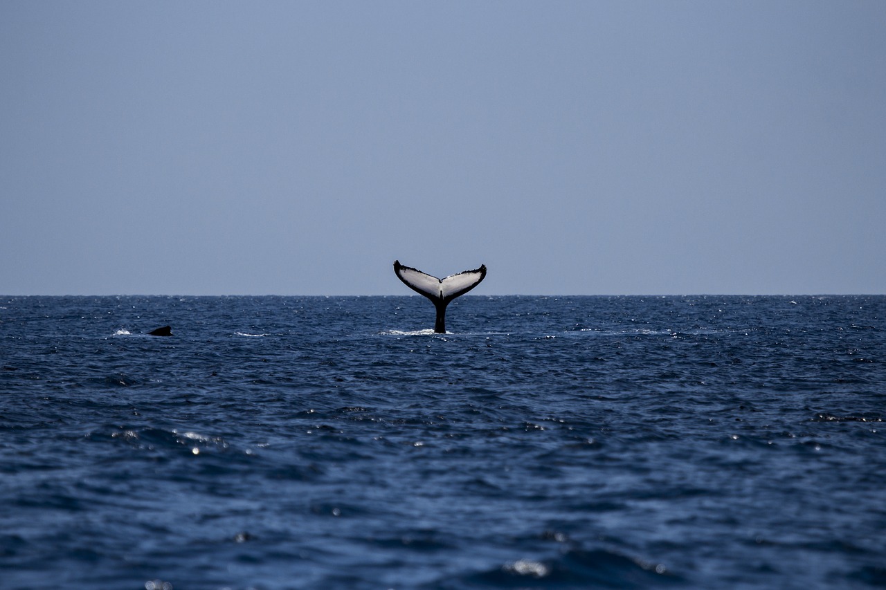 鲸鱼, 座头鲸, 海洋