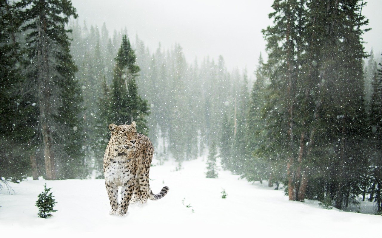 豹, 雪豹, 雪