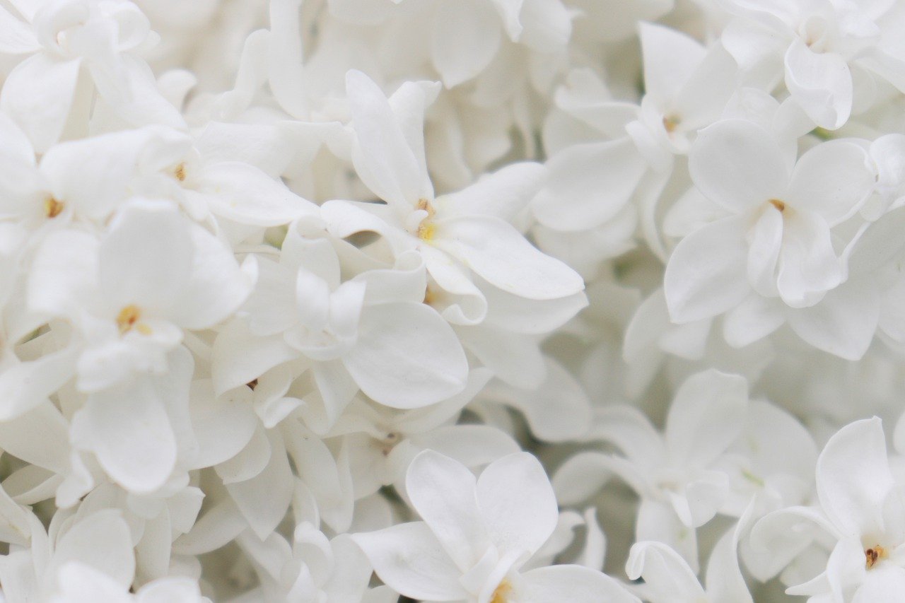 丁香, 白, 鲜花