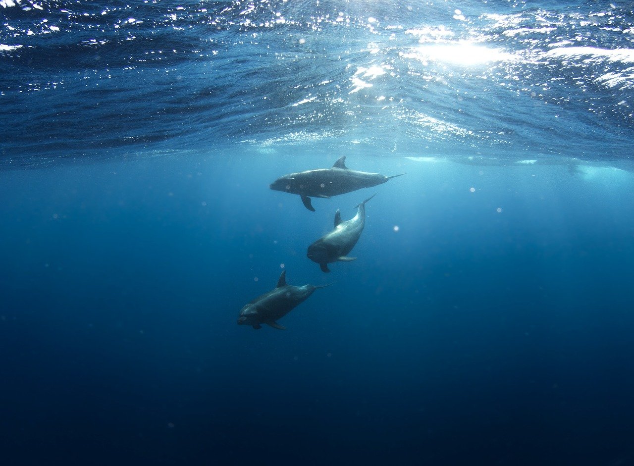 海豚, 水下, 动物