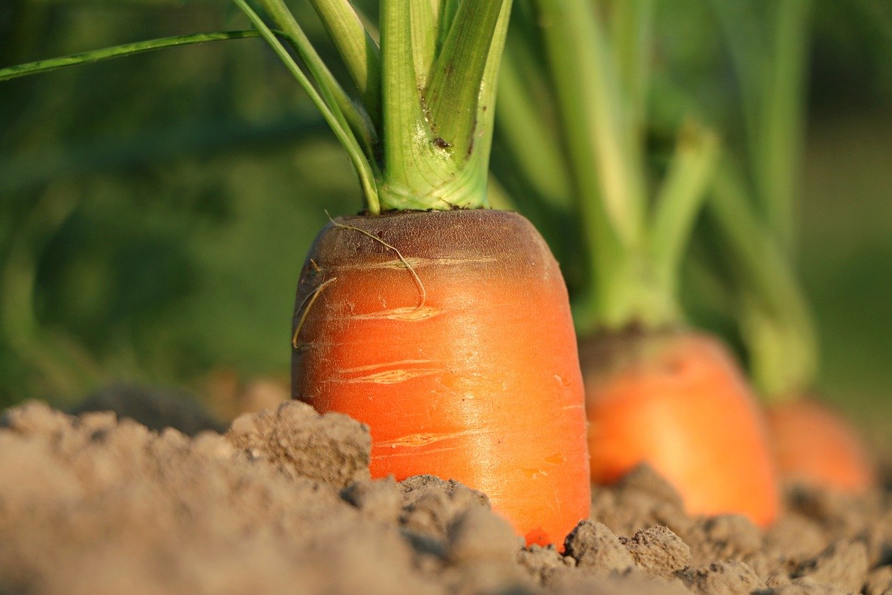 胡萝卜, 增长, 蔬菜