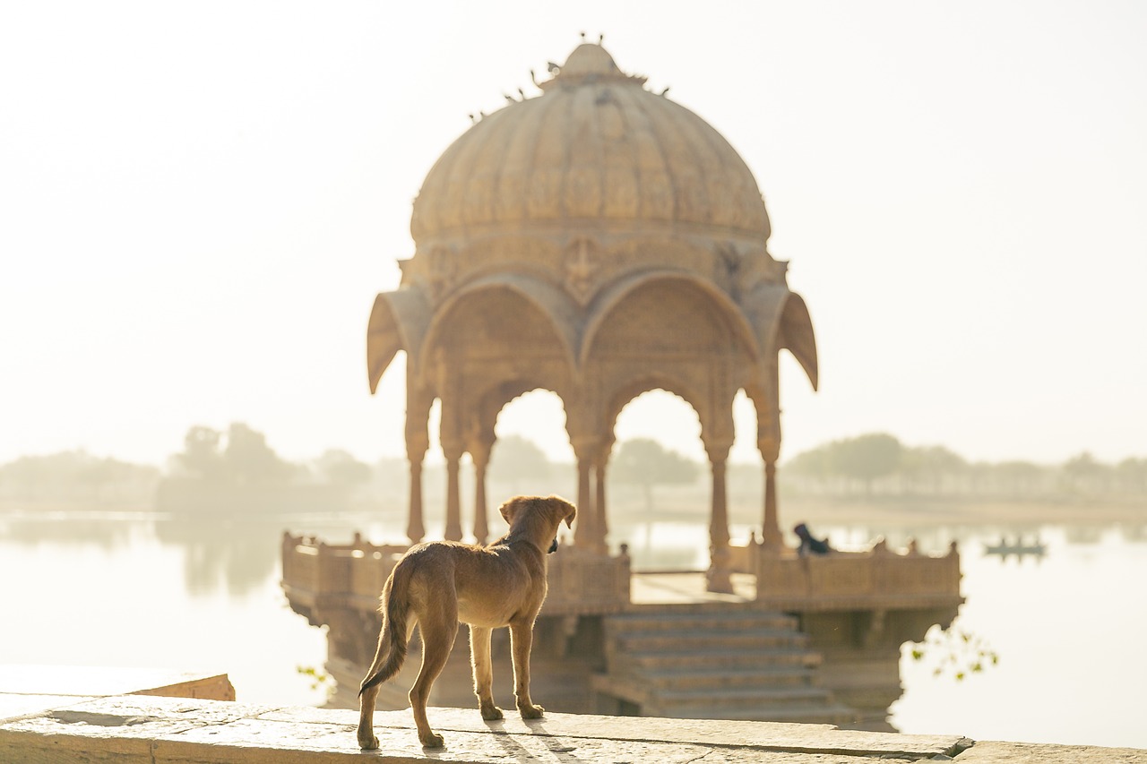 狗, 旅行, 印度
