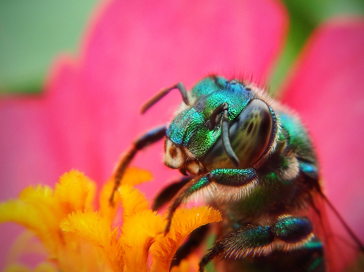蜜蜂, 特写, 花粉