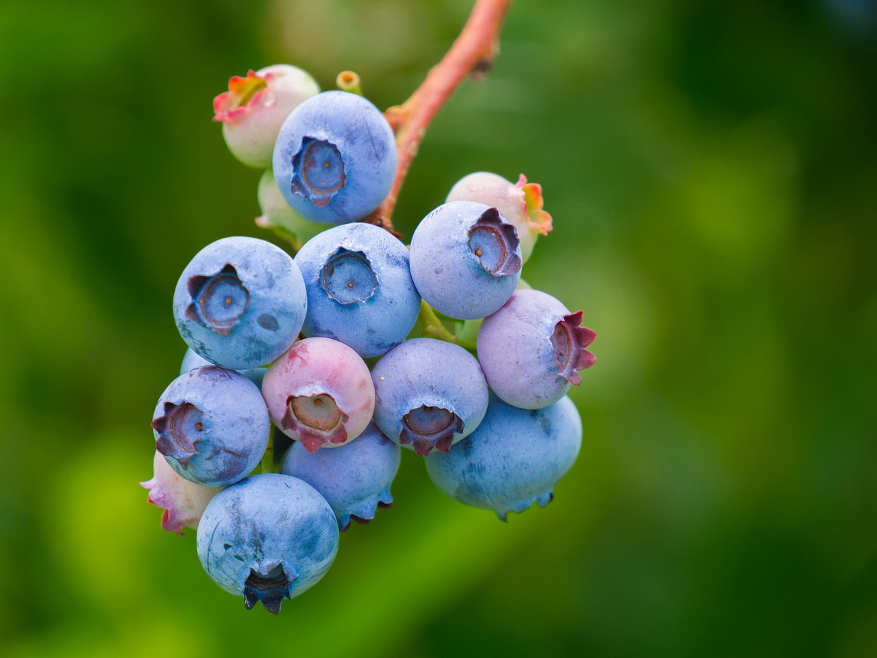 浆果, 蓝莓, 食品