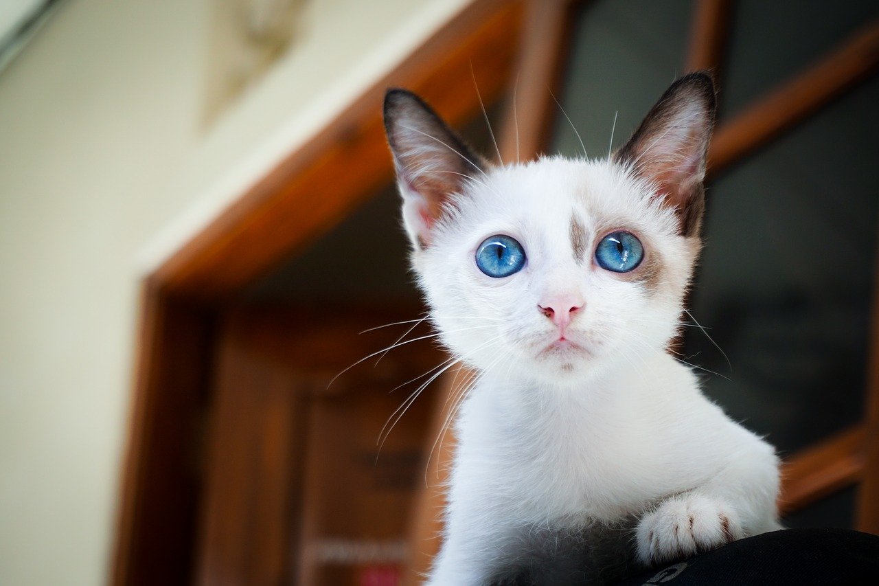 可爱的, 动物, 蓝色的眼睛