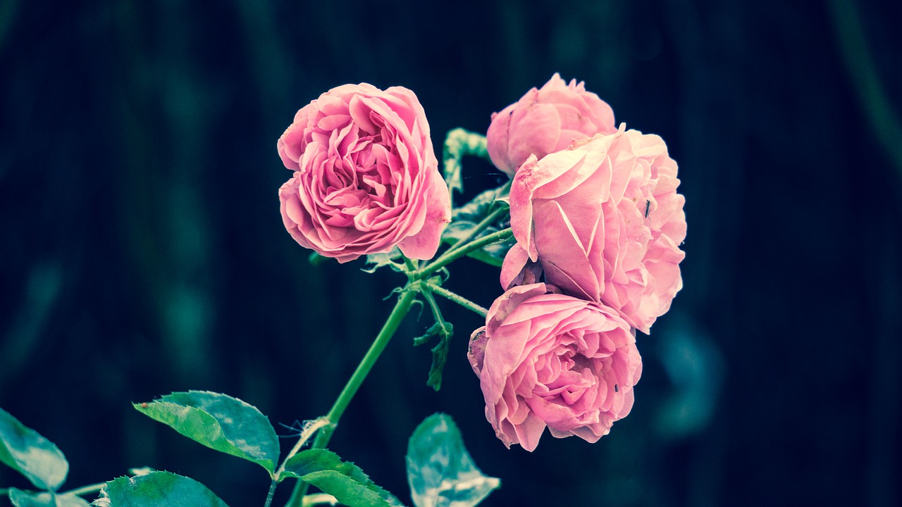 粉色玫瑰, 花, 花园