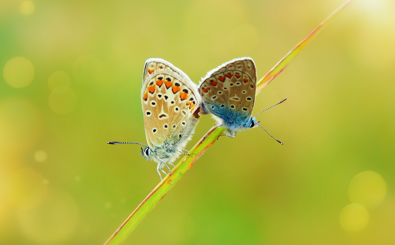 polyommatus伊卡洛斯, 昆虫, 蝴蝶的一天