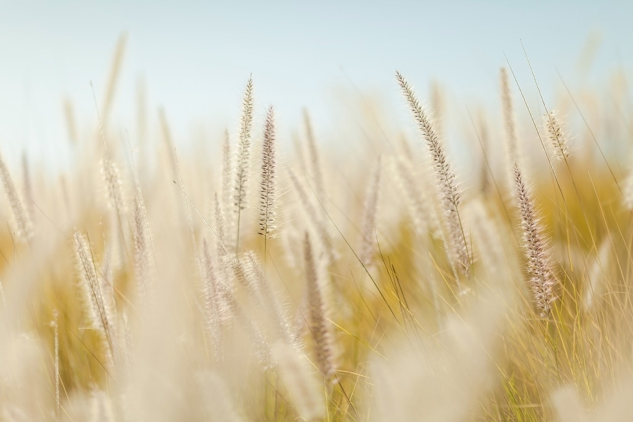 小麦, 植物, 原野