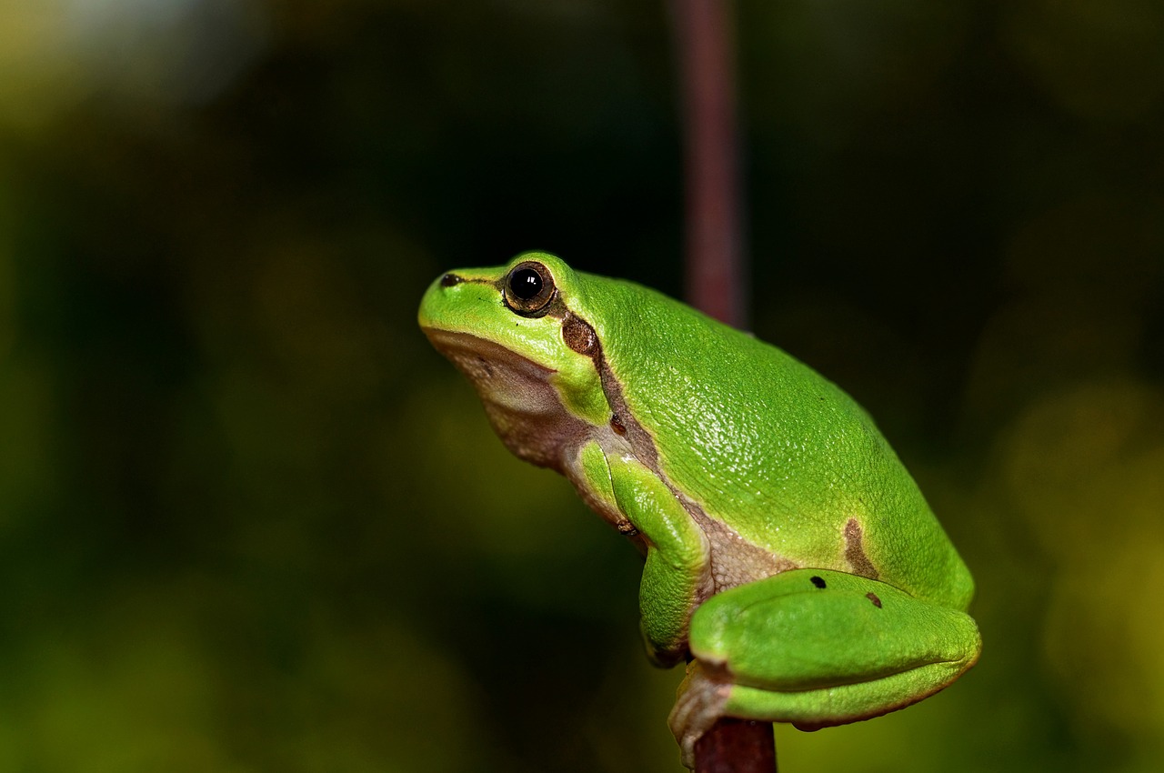 地中海树蛙, 绿色的青蛙, 青蛙