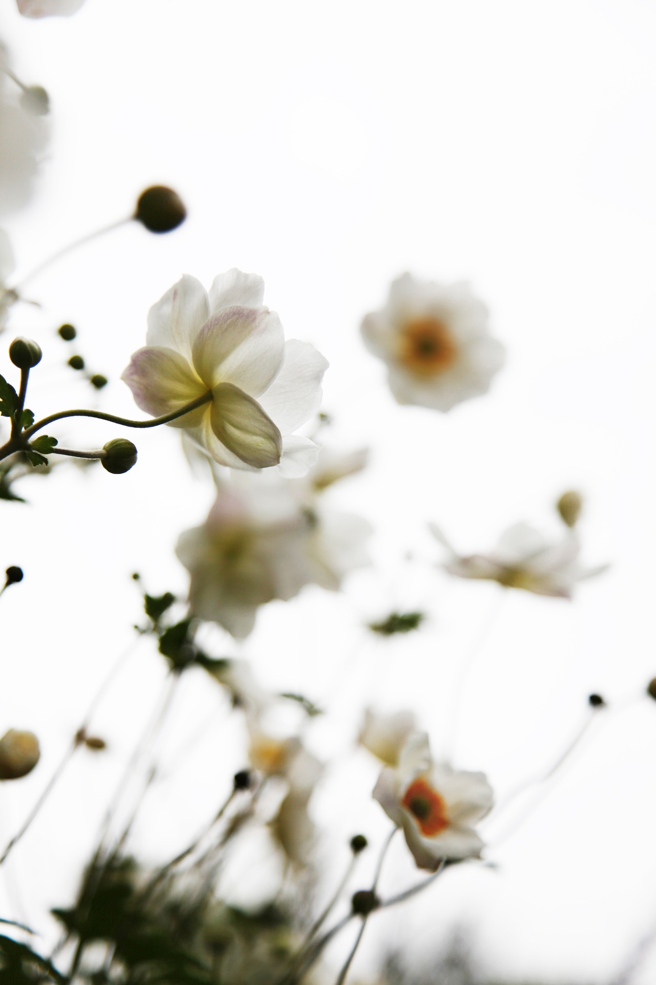 白, 鲜花, 自然