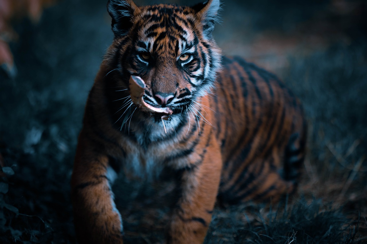 老虎, 动物, 丛林