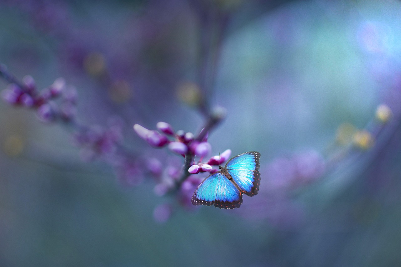 蝴蝶, 蓝色, 植物学
