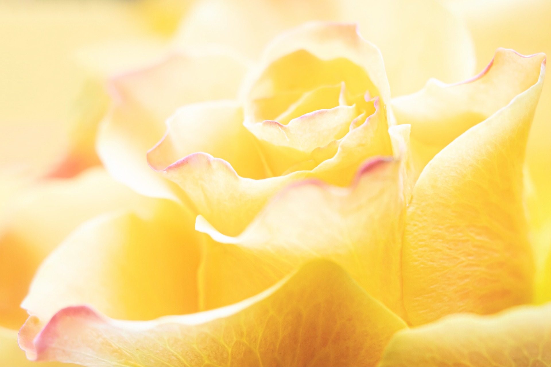 黄色, 玫瑰, 花