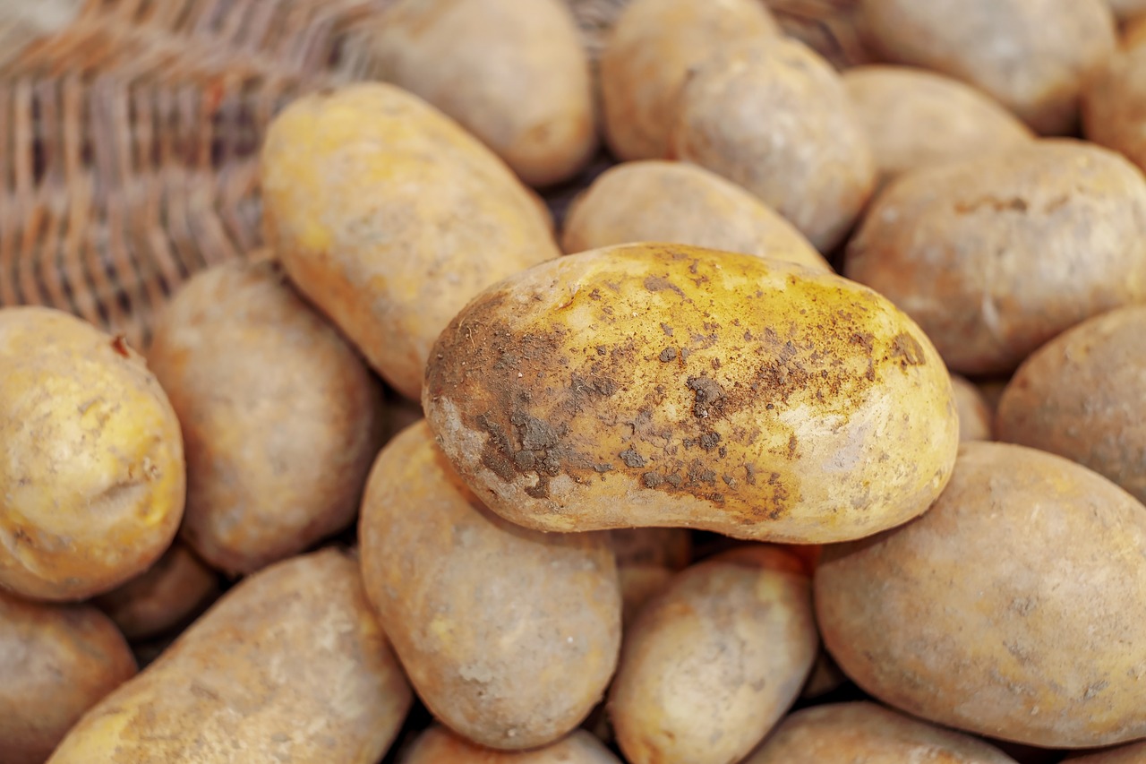 土豆, 收获, 农业