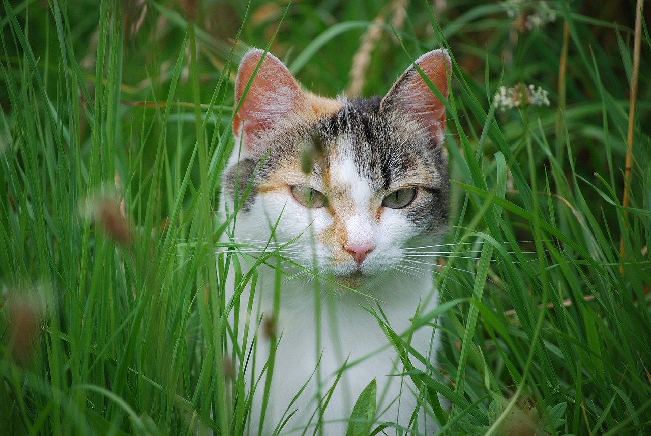 猫, 草, 动物世界