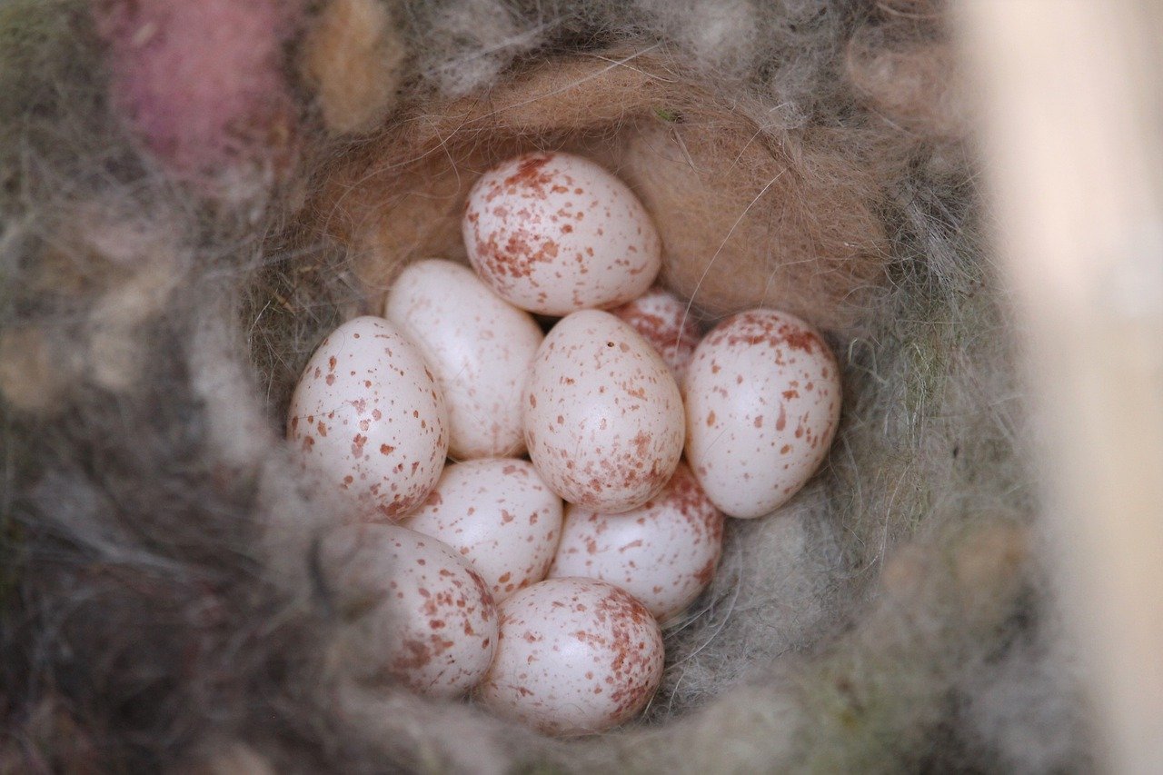 鸡蛋, 巢, 斑斑点点