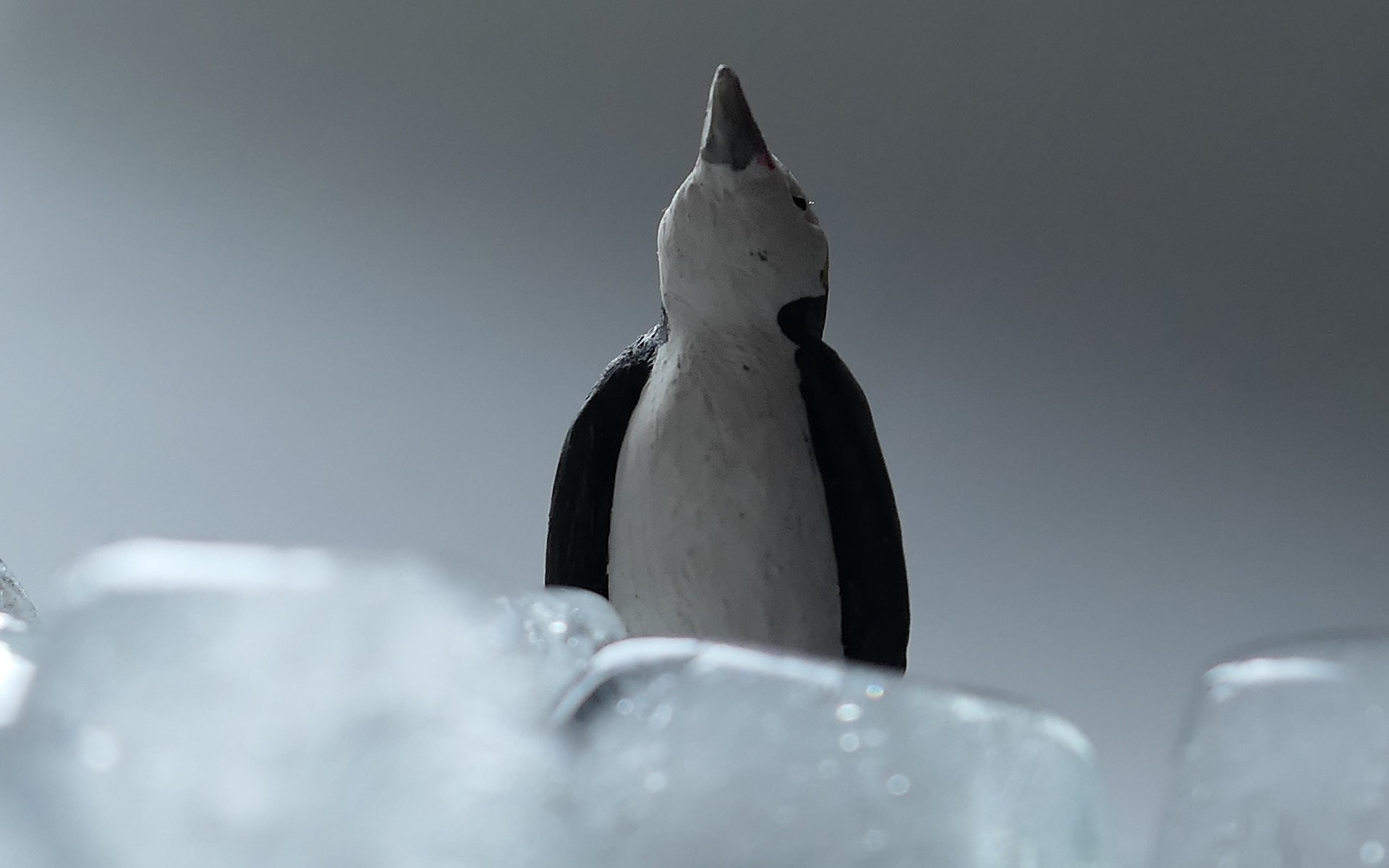 冰, 企鹅, 冷