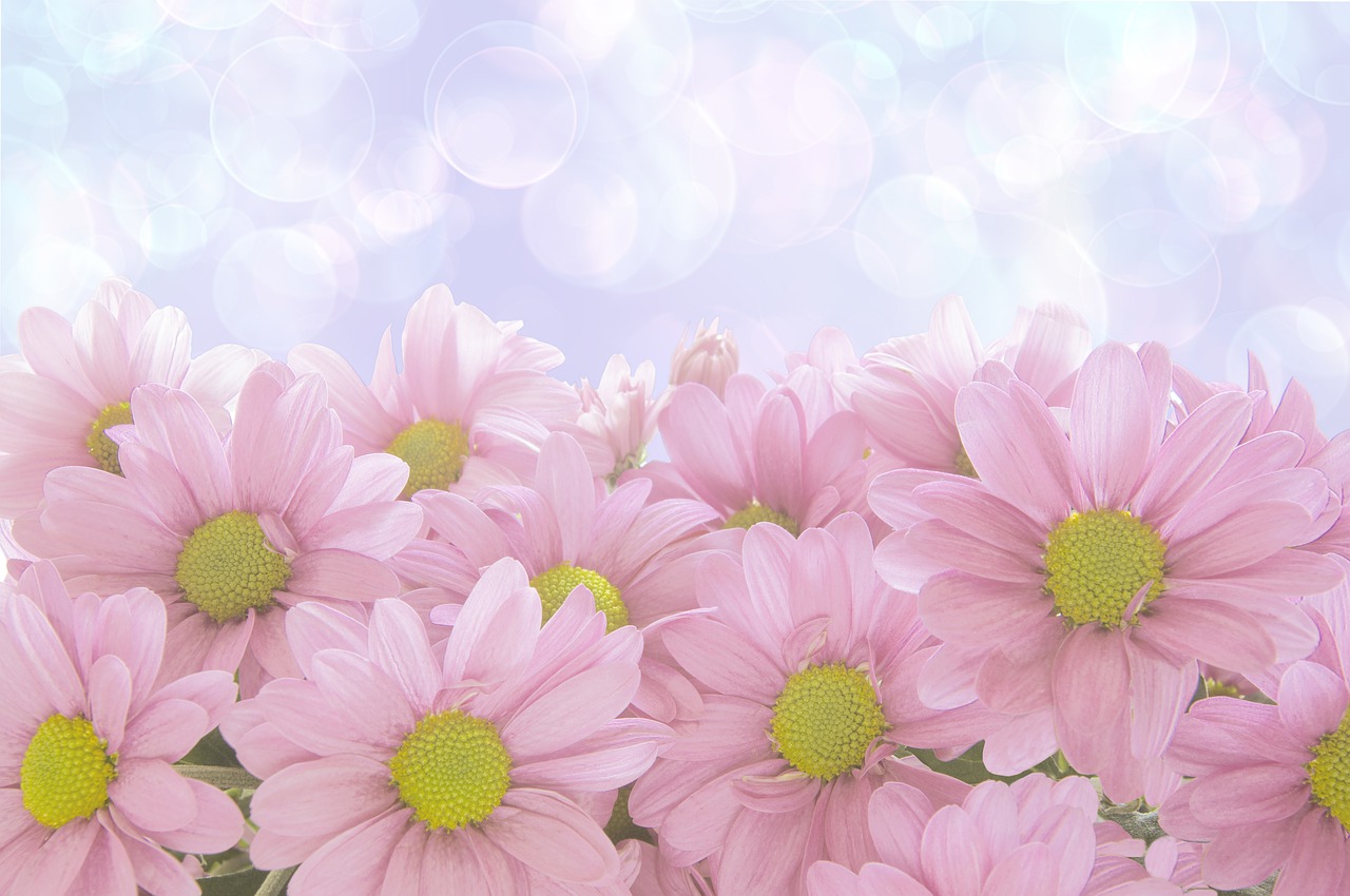 chamomiles, 鲜花, 粉红色