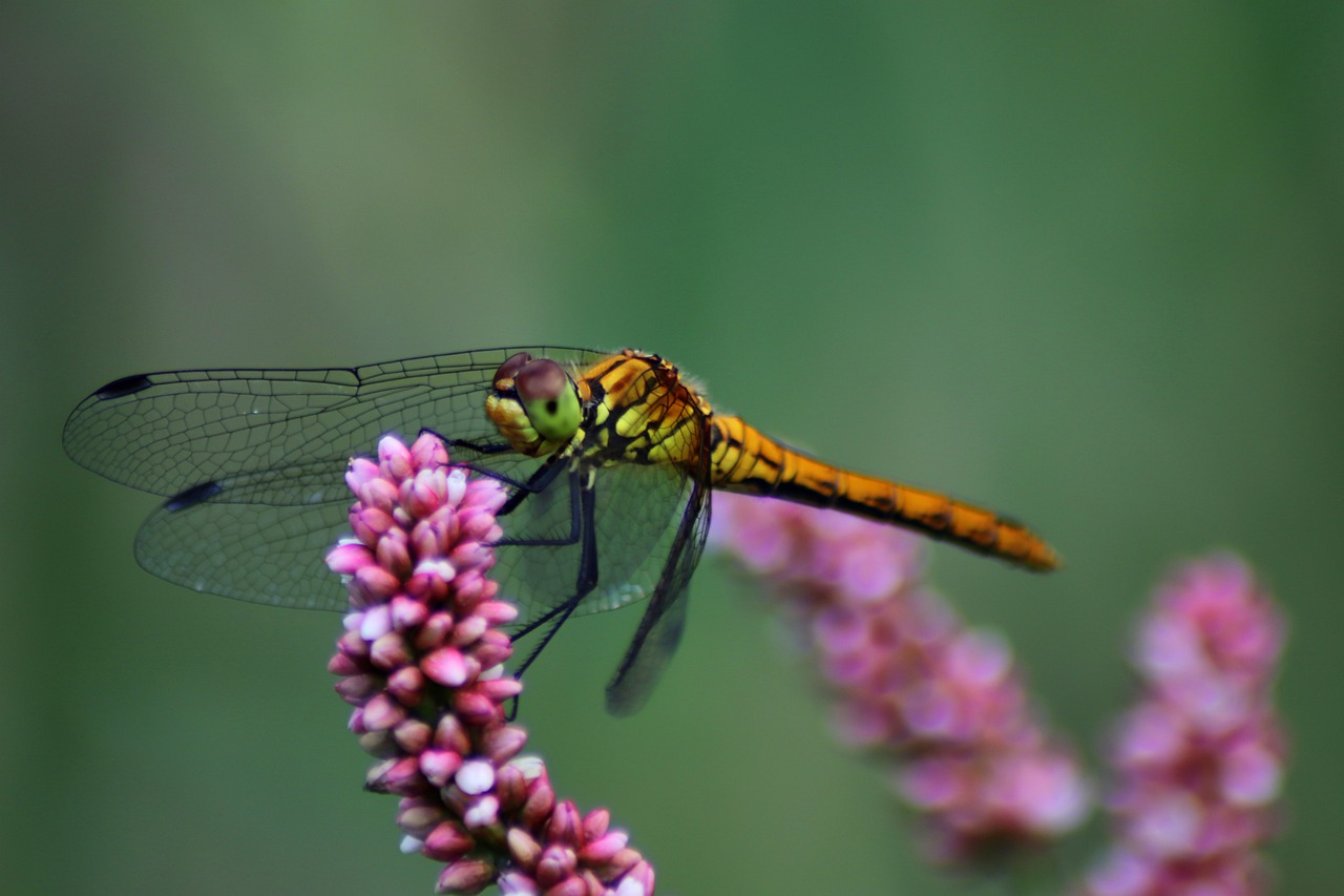 沼泽-健康蜻蜓, 蜻蜓, 昆虫