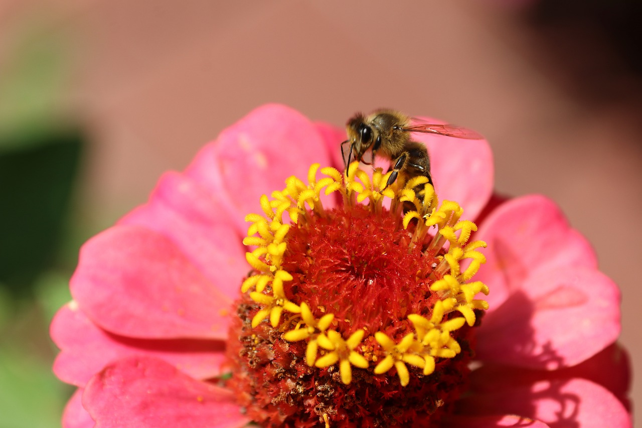 蜜蜂, 花蜜, 花粉