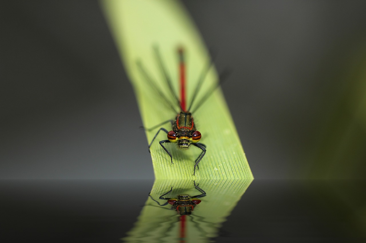 蜻蜓, 阿多尼斯蜻蜓, 昆虫