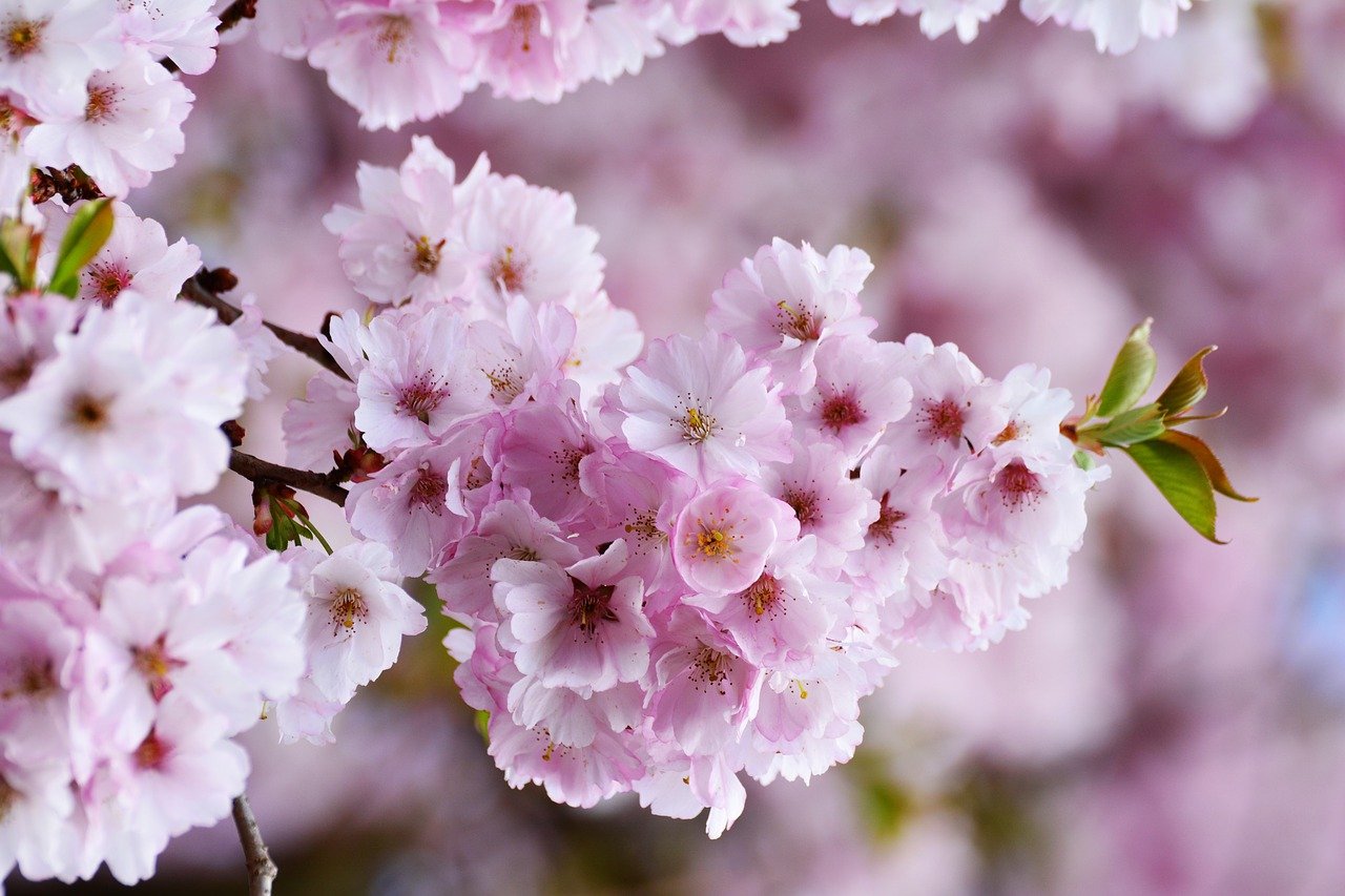 樱花, 日本樱花树, 树花