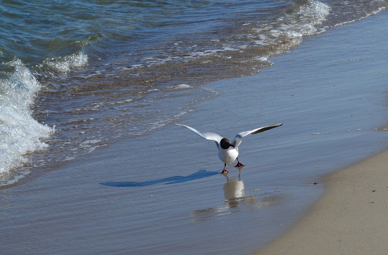 海鸥, 鸟, 海滩