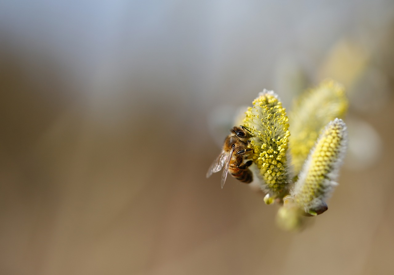 蜜蜂, 昆虫, 鲜花
