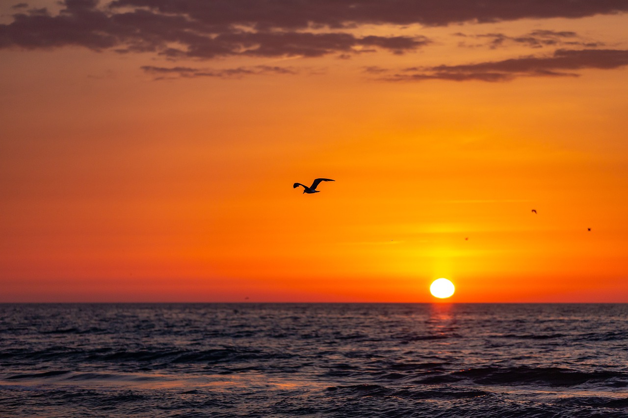 海鸥, 海, 日落