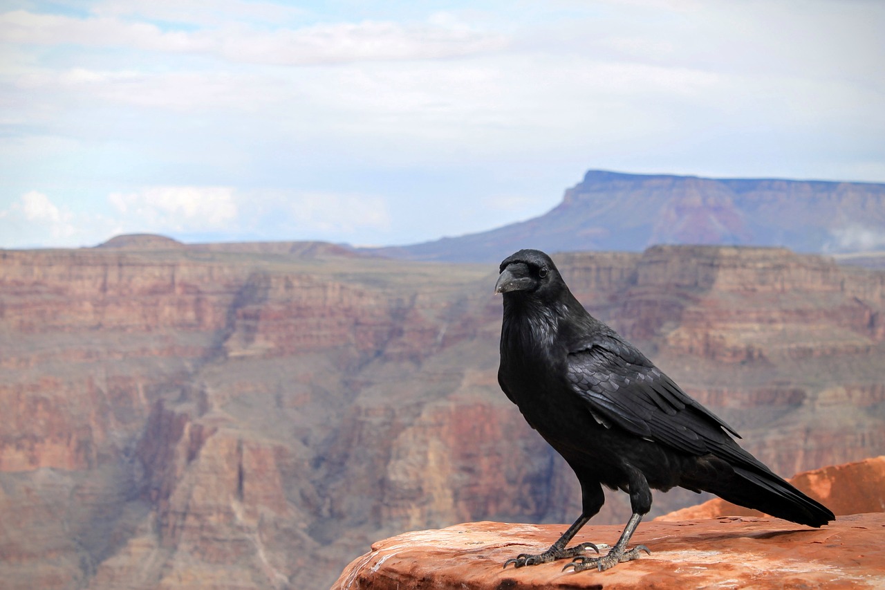 乌鸦, 鸟, 大峡谷国家公园