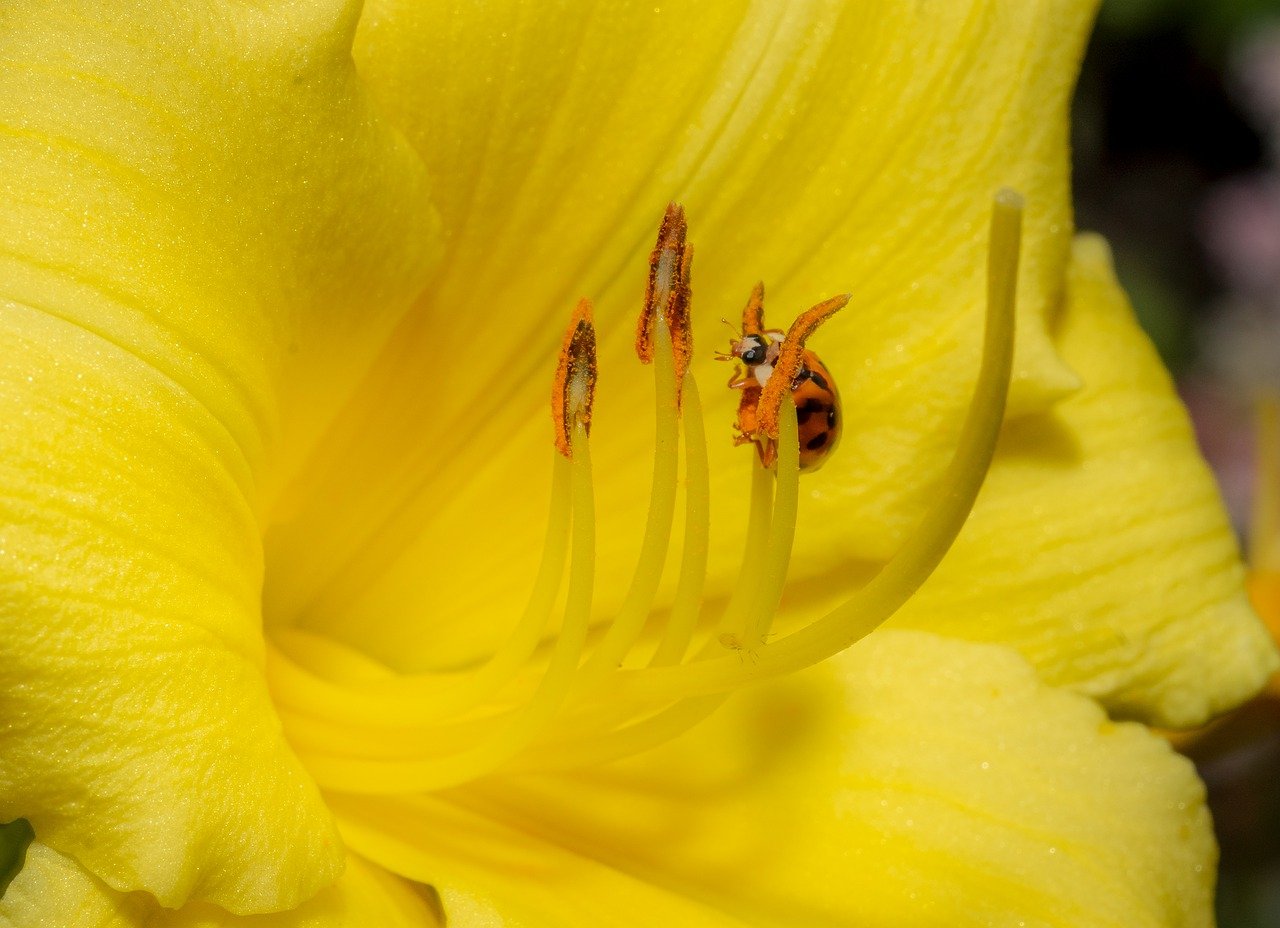 花, 黄色, 瓢虫
